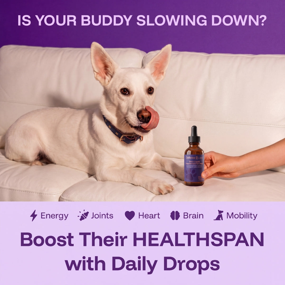NAD+ Daily Liquid Supplement